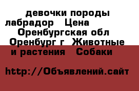 девочки породы лабрадор › Цена ­ 25 000 - Оренбургская обл., Оренбург г. Животные и растения » Собаки   